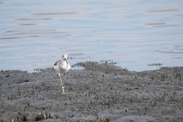 Greenshank on the shore of Tokyo Bay