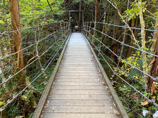 吊り橋　緑　自然
