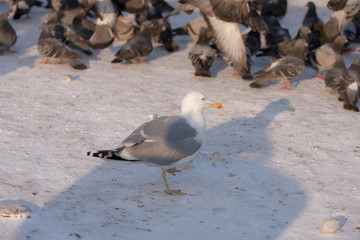 seagull and a flock of pigeons