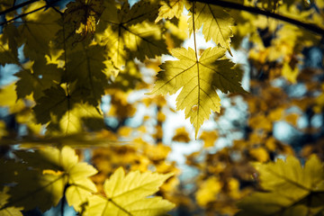 Yellow maple leaves against blurred sky on a sunny autumn day. Maple branches, close-up. Natural backgrounds, space for text.