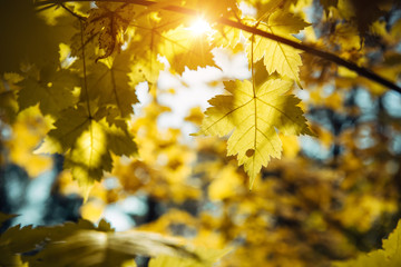 Obraz premium Yellow maple leaves glow in the sun, close-up. Sunny autumn day, withering leaves on the trees.