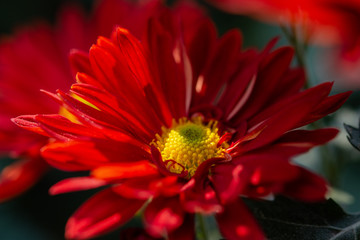 Red chrysanthemums in the garden macro photography