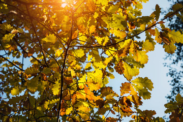Sunlight filtering through yellow oak leaves against the sky, close-up. Autumn withering of nature.