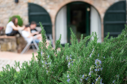 Rosemary And Garden In Blur