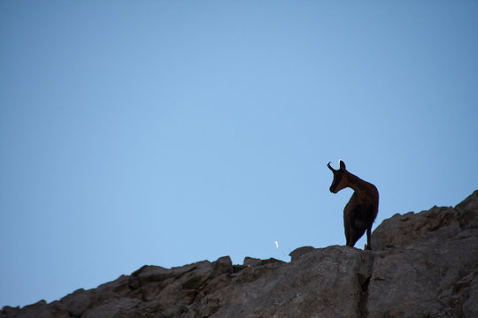 รูปภาพTrepador – เลือกดูภาพถ่ายสต็อก เวกเตอร์ และวิดีโอ1,887 | Adobe Stock