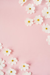 Obraz na płótnie Canvas A beautiful white chamomile, daisy flowers on pale pink background. Holiday, wedding, birthday, anniversary concept. Flat lay, top view copy space. Minimal concept.