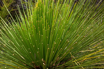 Grass Tree in Western Australia