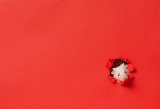 Cute white mouse on red background . Mouse is symbol of the new year 2020 in the Chinese calendar. New year and Christmas concept.