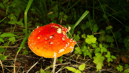 small red mushroom amanita in green grass