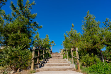 Landscape with stairs and pines