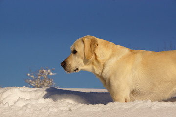 Naklejka na ściany i meble Hellen Labrador vor blauem Himmel im tiefen Schnee - Portrait