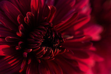 Red chrysanthemums in the garden macro photography