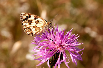 Lengua de Mariposa