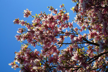 pink magnolia flowers