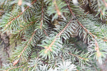 Naklejka na ściany i meble Christmas tree branch. Natural green background. Christmas background.