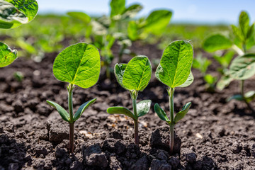 young plant in soil