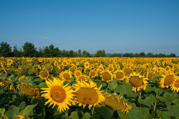 Obraz premium orange sunflowers on a background of blue sky