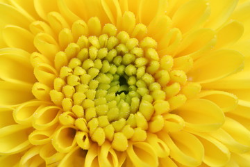 Flower in the garden in Japan