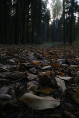Fallen leaves in autumn in the forest