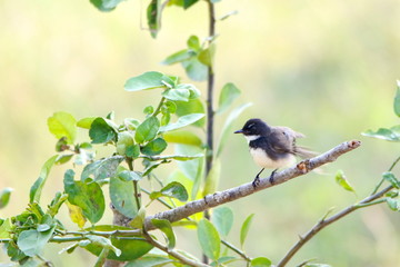 Obraz premium bird on a branch