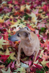Small dog in autumn