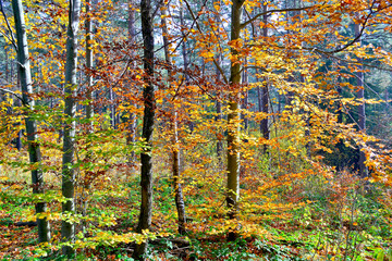 Obraz premium Beautiful autumn colors in the forest