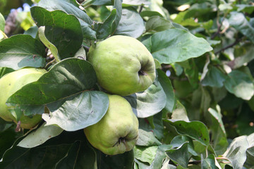 Cydonia oblonga tree also called  Quince tree with unripe green fruits. 