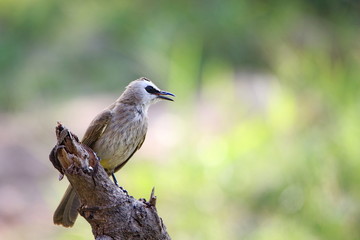 bird on a branch
