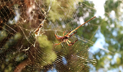 Orb Spider 4