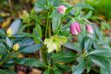 Helleborus orientalis Pretty Ellen Pink