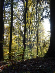 Wanderung durch den Herbstwald zur Burg Montclair