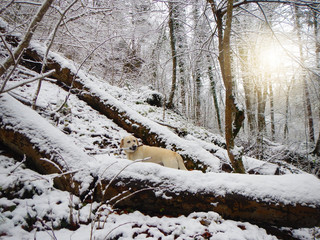Fototapeta na wymiar Heller Labrador kaut auf Stock im Wald bei Schnee