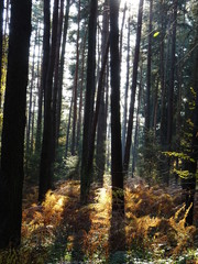 Fototapeta na wymiar Wanderung durch den Herbstwald zur Burg Montclair