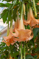Angels trumpet flowers hanging out from a tree branch at the tropical paradise.