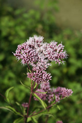Wild pink flowers of Hemp-agrimony . Eupatorium cannabinum  plant in bloom