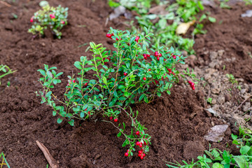 Vaccinium vitis-idaea Koralle