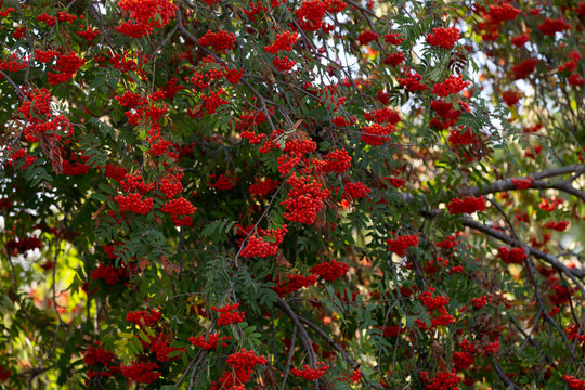 Red rowan berries, these fruits serve as food for many birds and animals