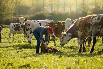Farmer in his field caring for his herd of cows