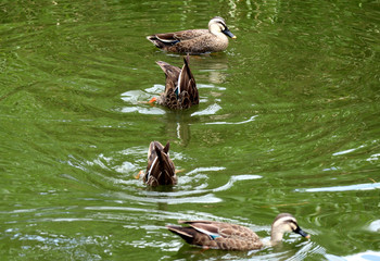 シンクロナイズドスイミング2