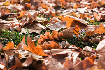 autumn leaves on grass