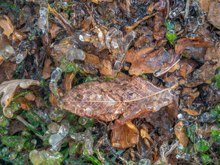 Autumn leaves in forest