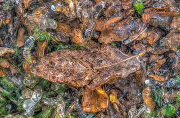 Autumn leaves in forest