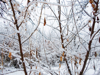 a lot of snow on tree branches in the garden on a winter day