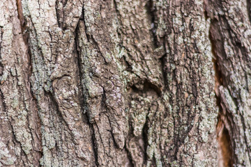 bark of old tree
