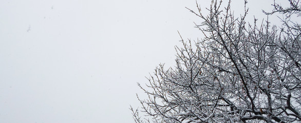 Fototapeta na wymiar a lot of snow on tree branches in the garden on a winter day