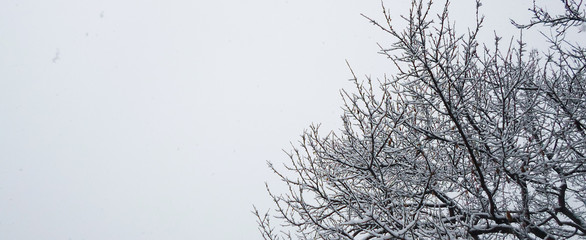 a lot of snow on tree branches in the garden on a winter day