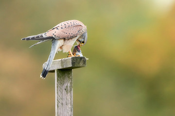Common kestrel (Falco tinnunculus) with prey on a wooden pole, animal wildlife.