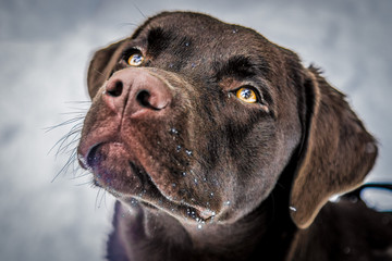 Der Hundeblick