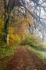 Obraz premium Zauberwald