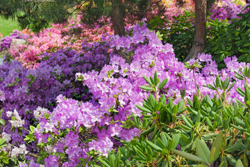 Purple rhododendrons bloom in garden